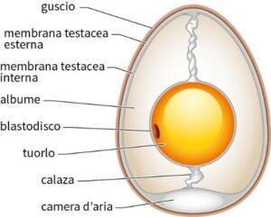 CONTROLLO DELLE TEMPERATURE SECONDO IL SISTEMA HACCP - Forseco